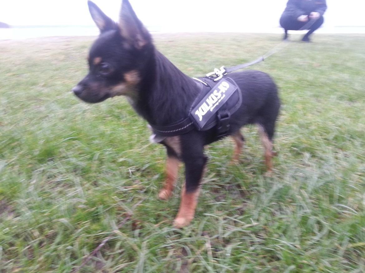 Blanding af racer Bobo billede 3