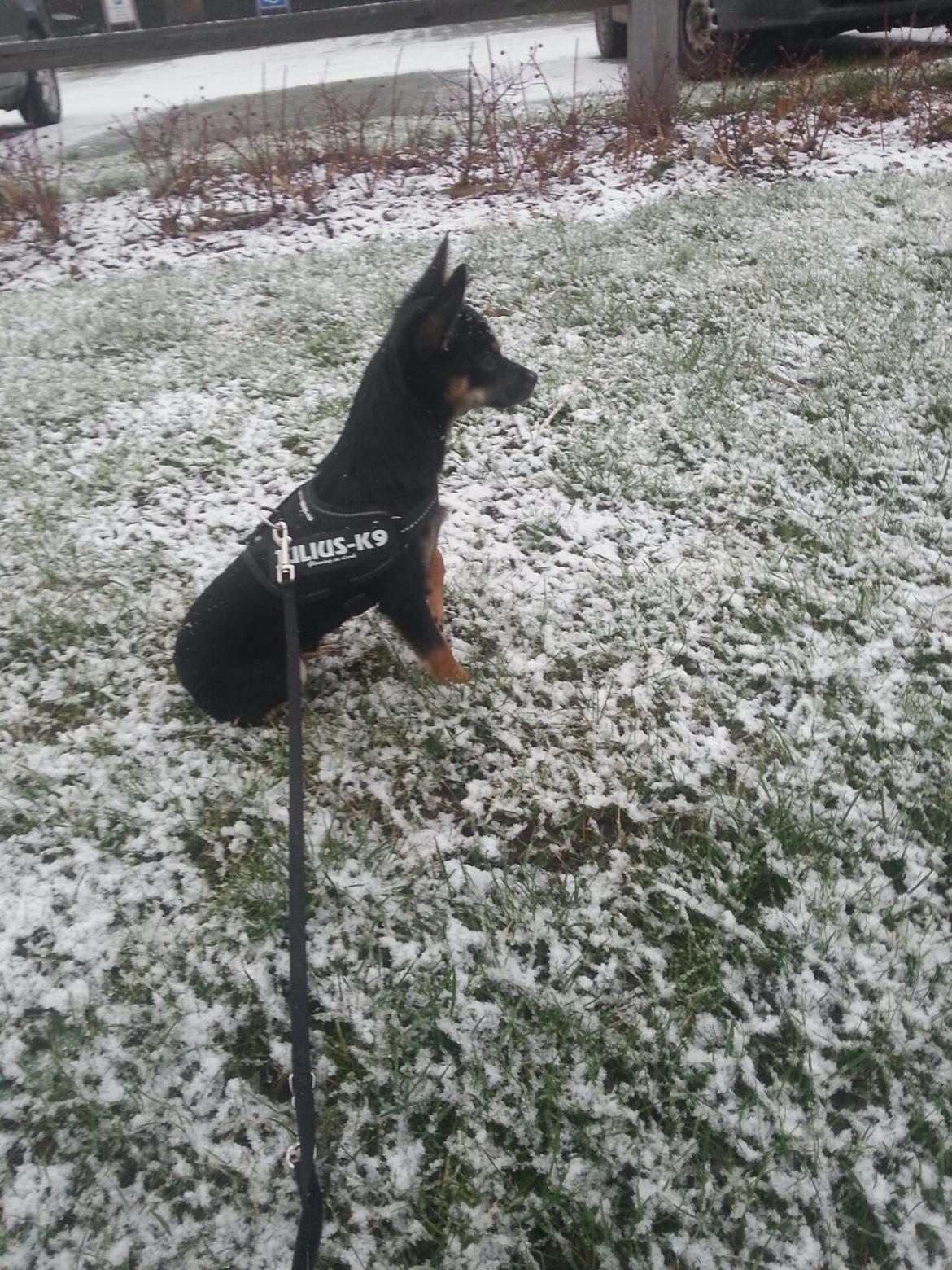 Blanding af racer Bobo billede 4