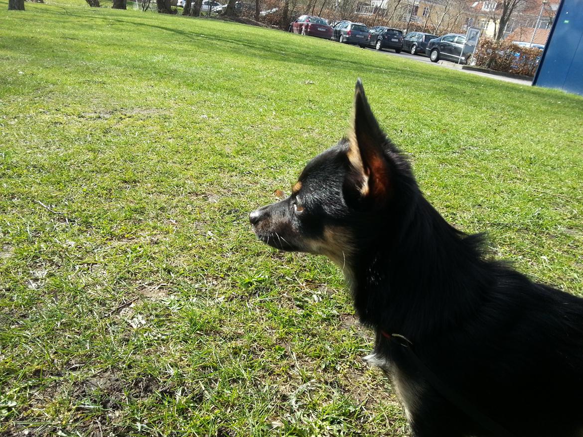 Blanding af racer Bobo billede 1