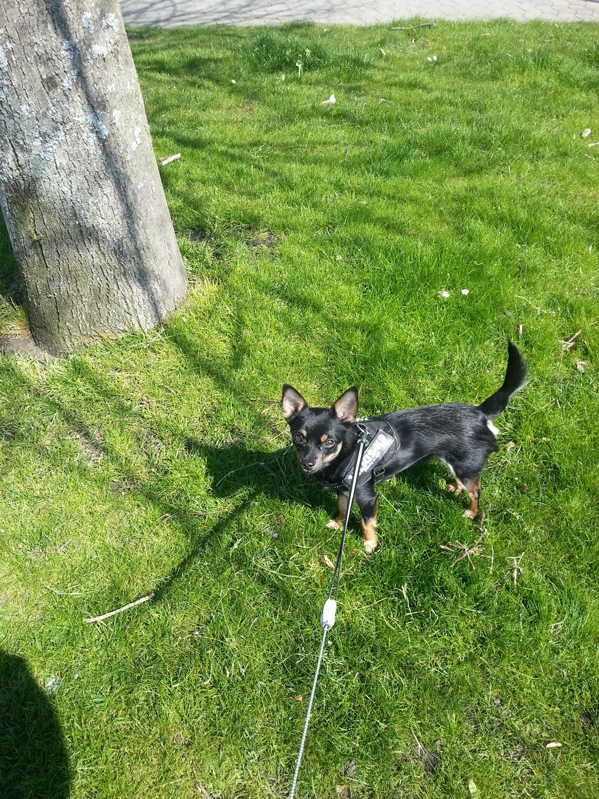 Blanding af racer Bobo billede 5