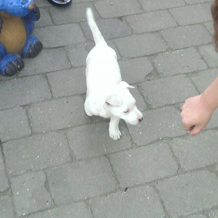 Jack russell terrier Viva billede 3