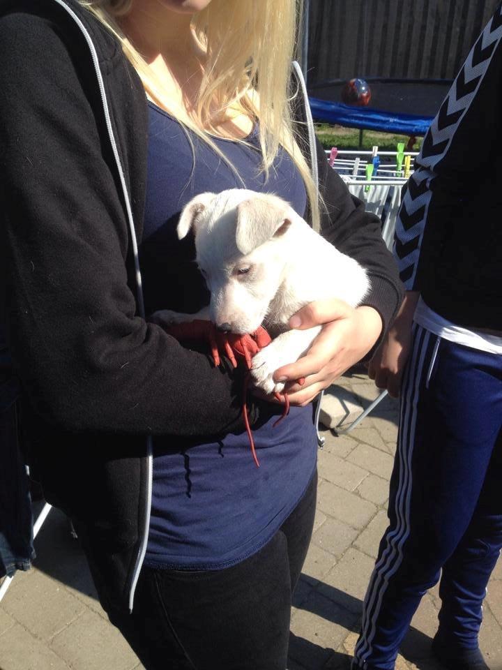 Jack russell terrier Viva billede 4