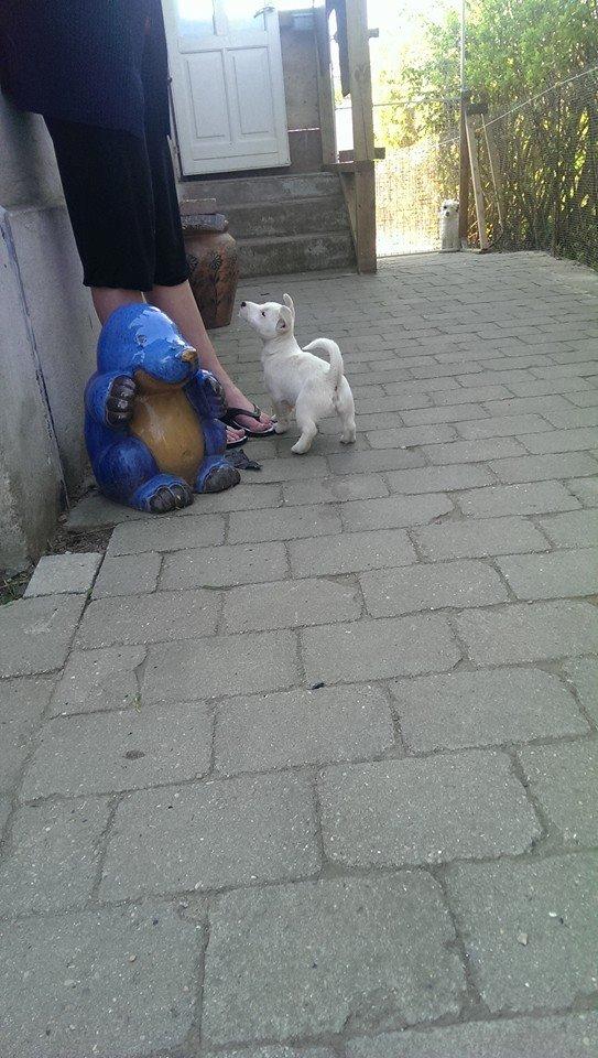 Jack russell terrier Viva billede 5