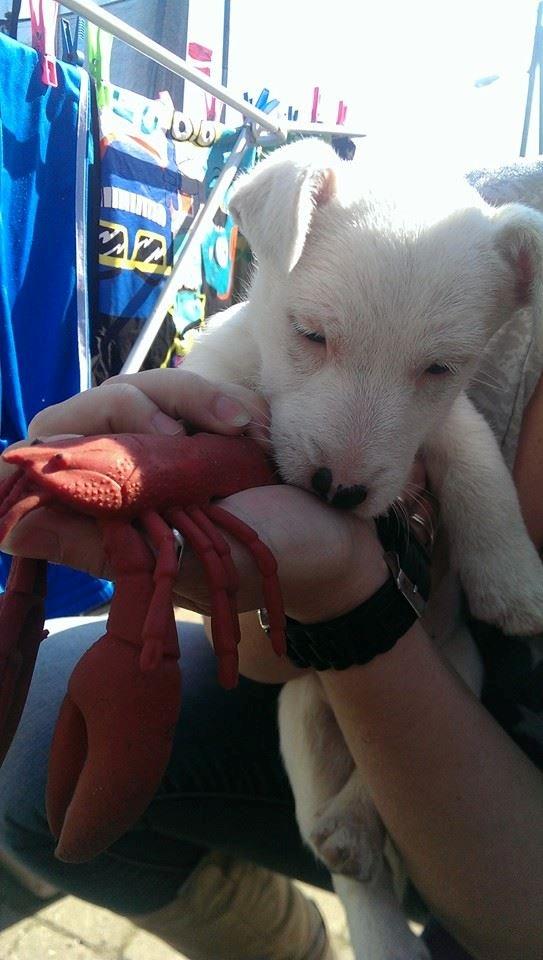 Jack russell terrier Viva billede 6