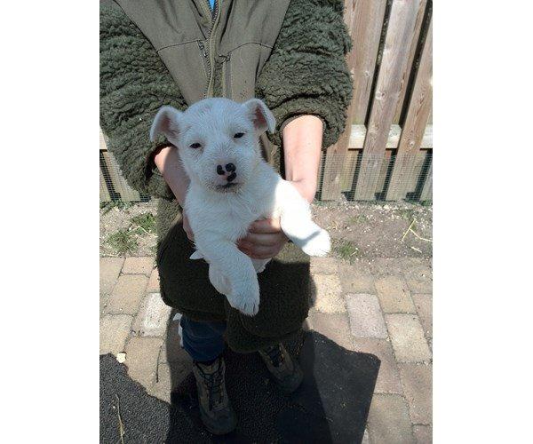 Jack russell terrier Viva billede 2