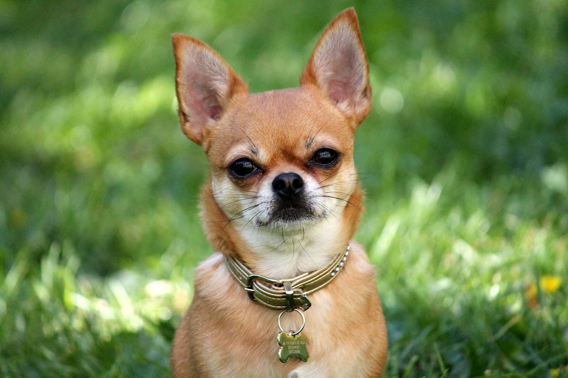 Chihuahua Chihuanas Flush of Hearts - Momo billede 7