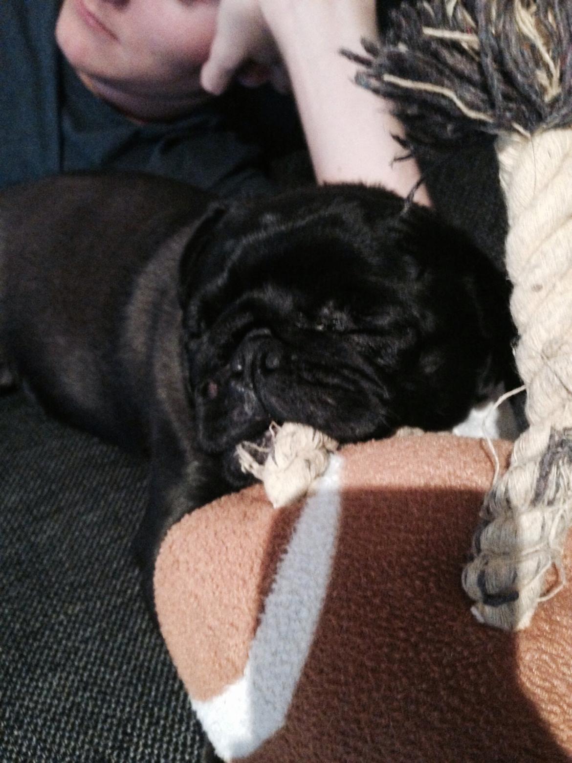 Mops Nova billede 10