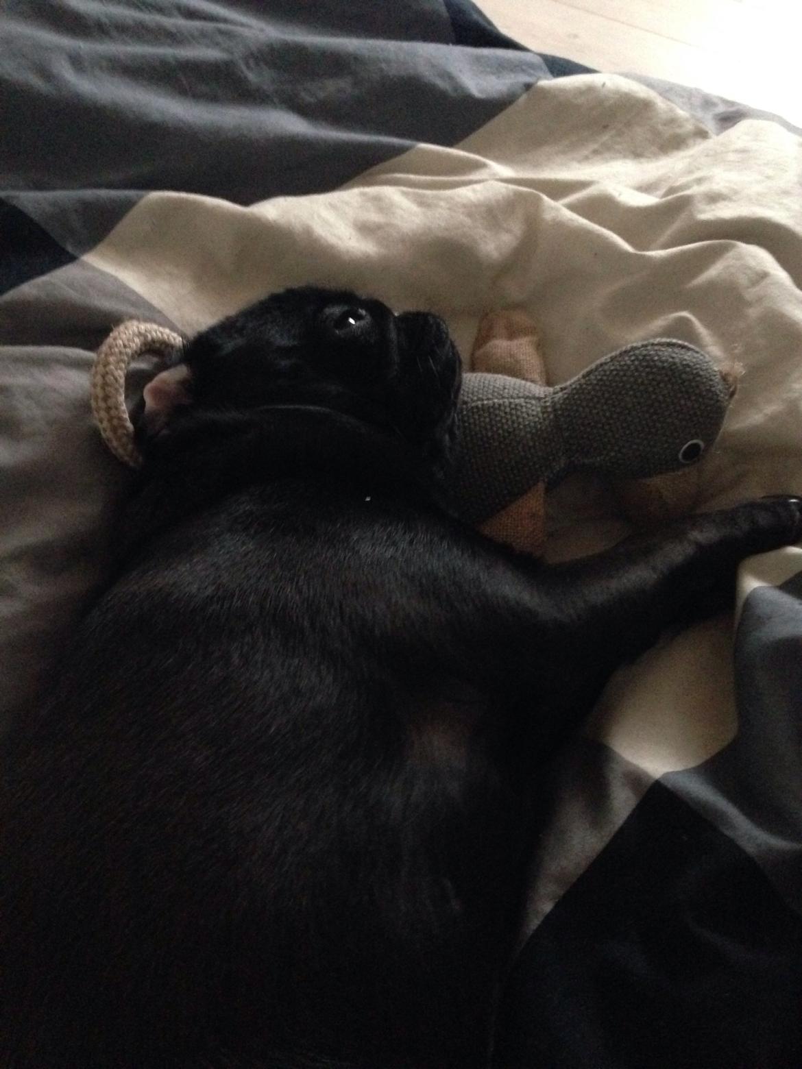 Mops Nova billede 11