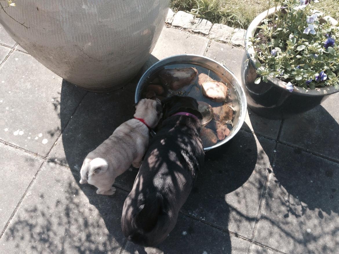 Mops Nova billede 12