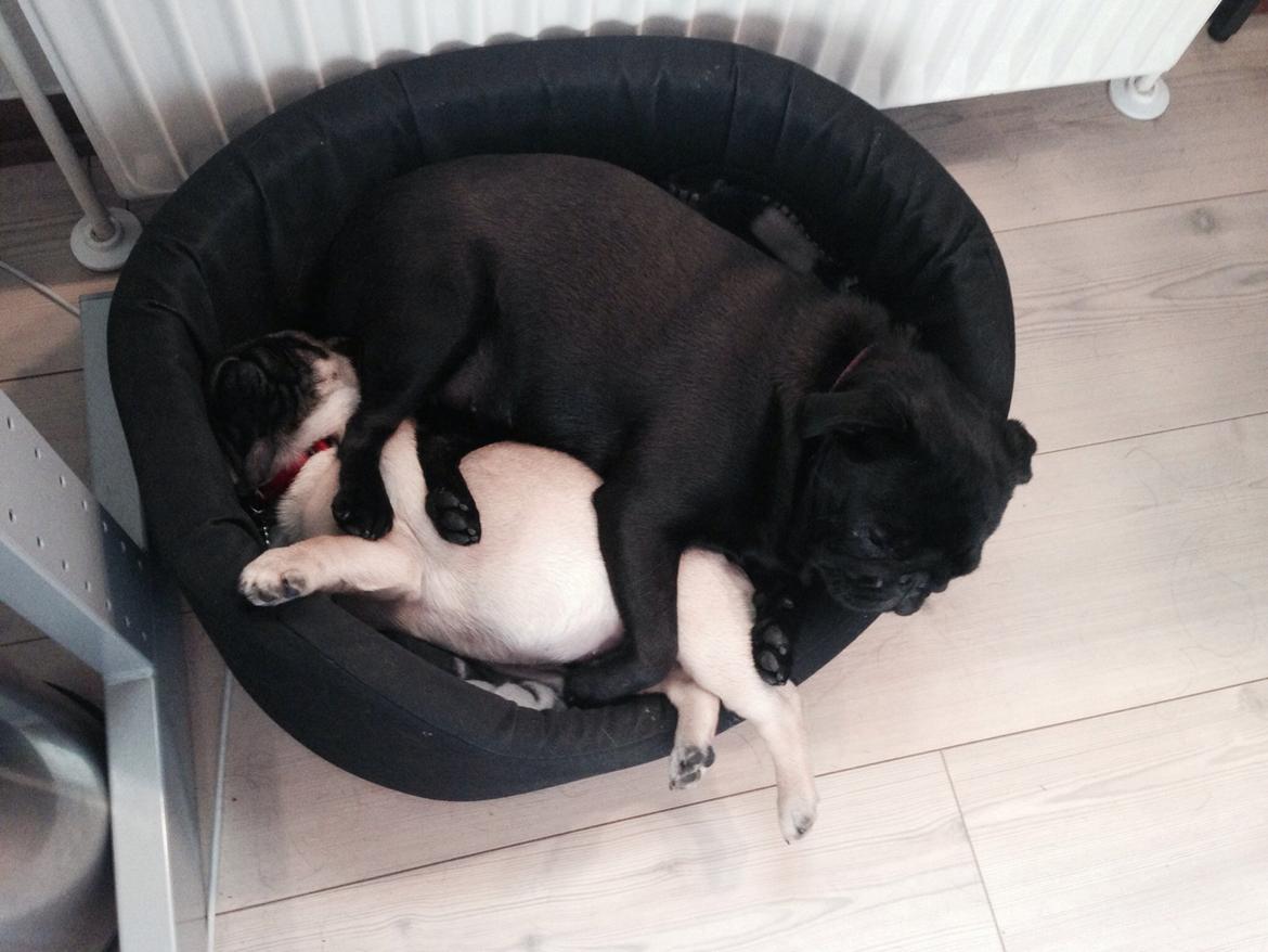 Mops Nova billede 13