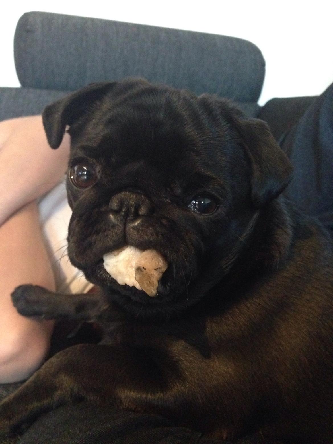 Mops Nova billede 14