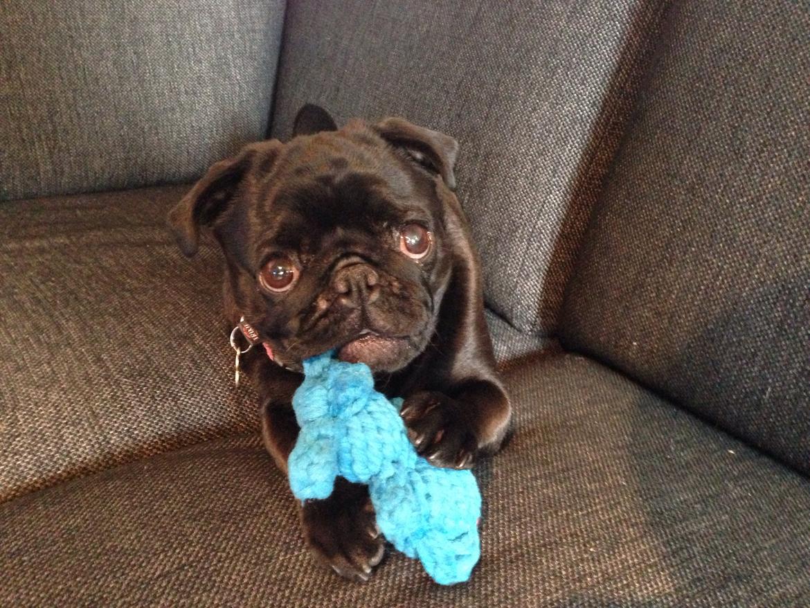 Mops Nova billede 15