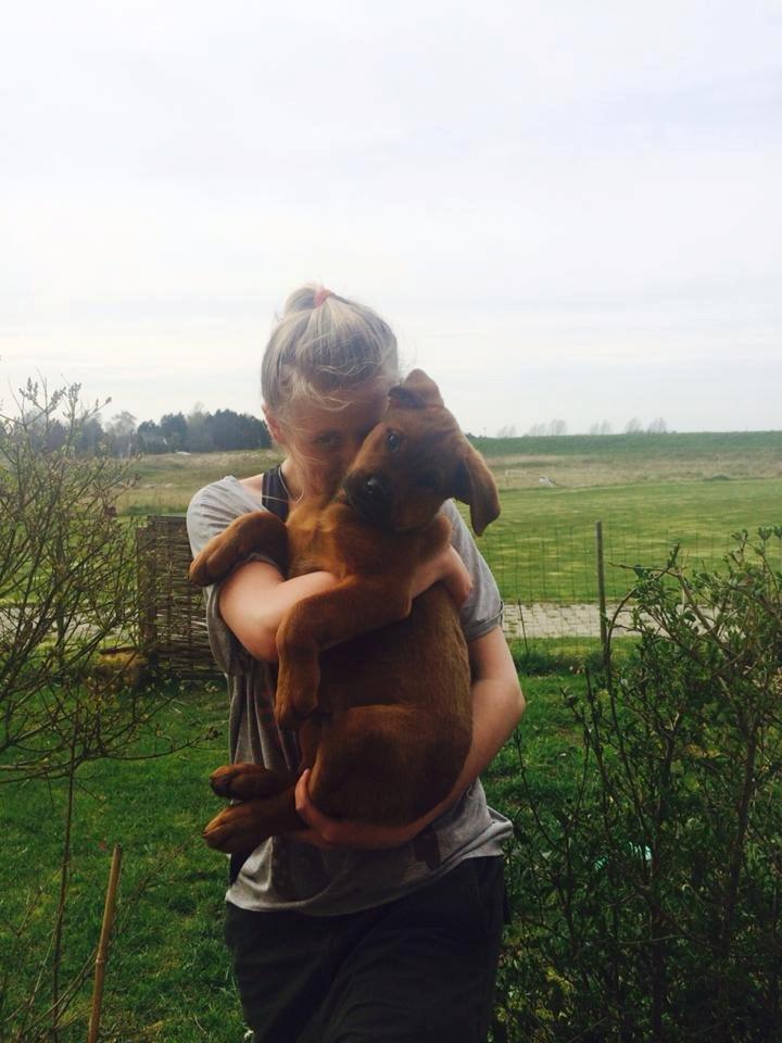 Blanding af racer ArNold<3 - STOLT HUNDEEJER<3 billede 33