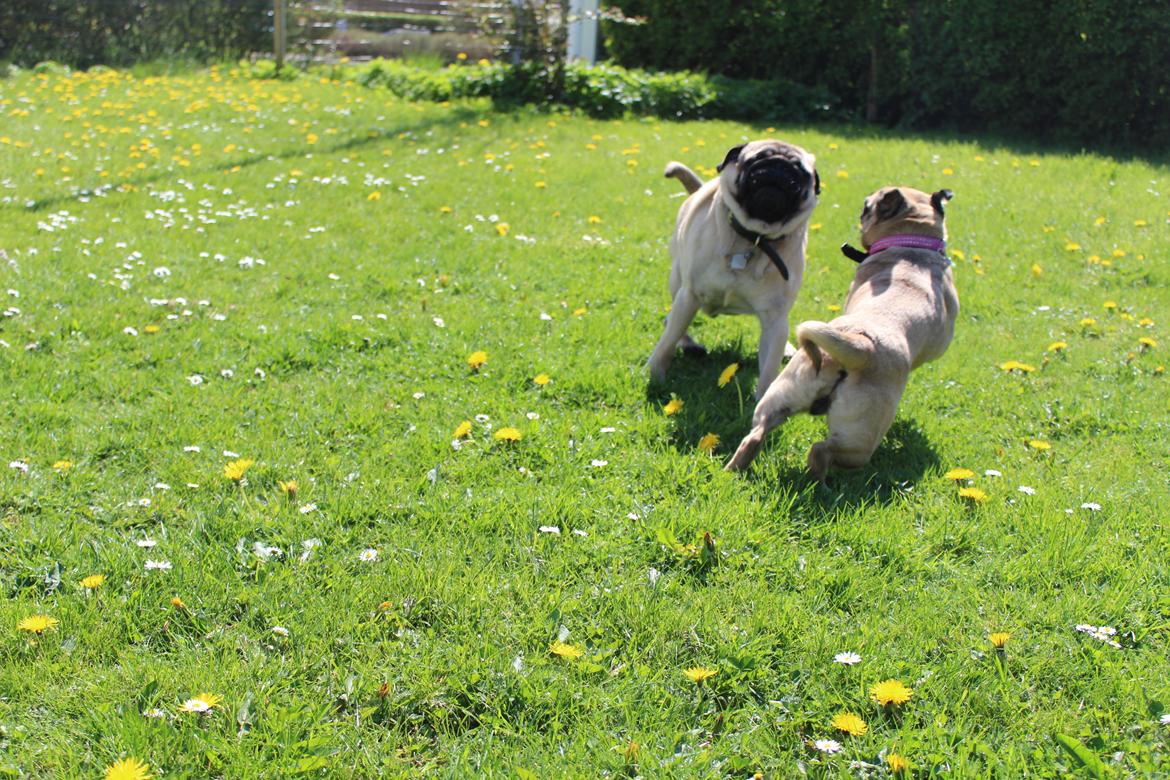 Mops Tito billede 14