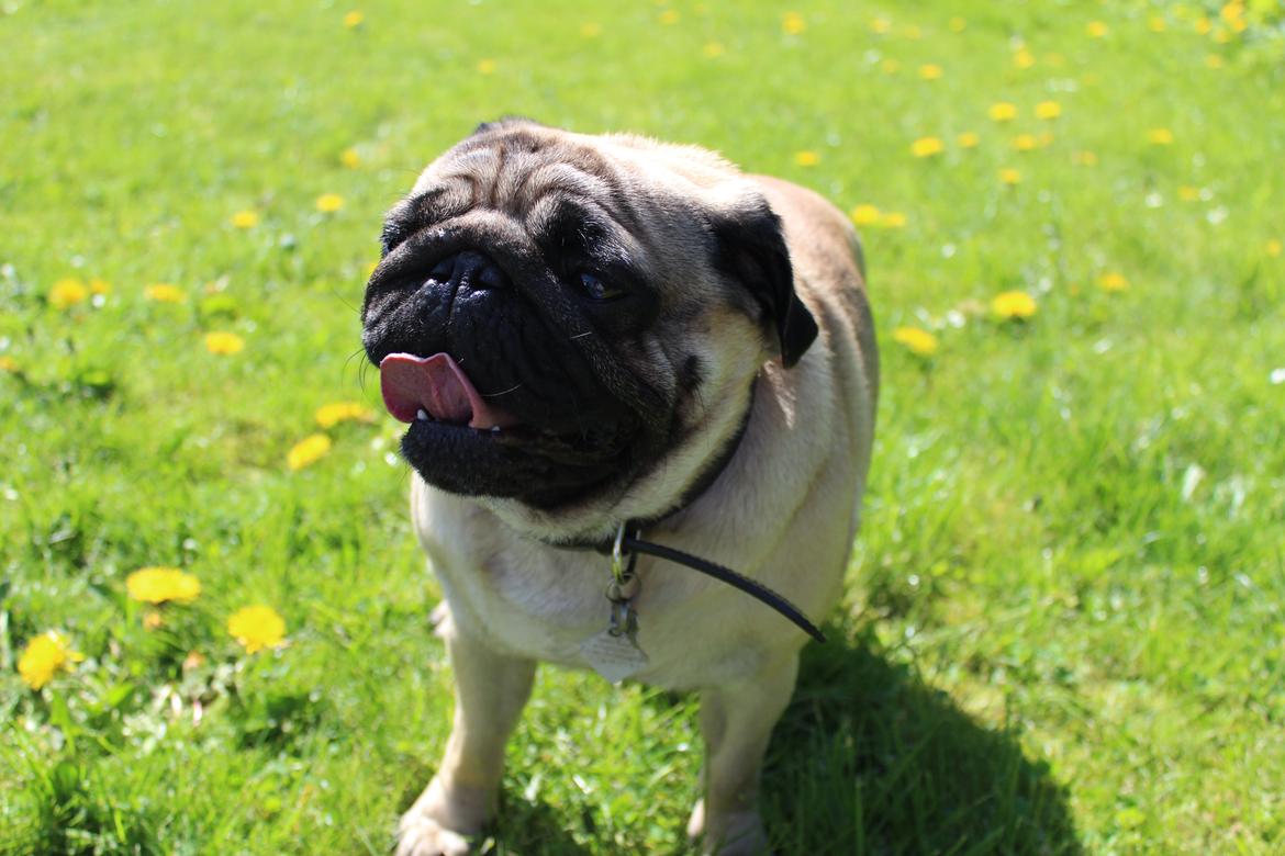 Mops Tito billede 15