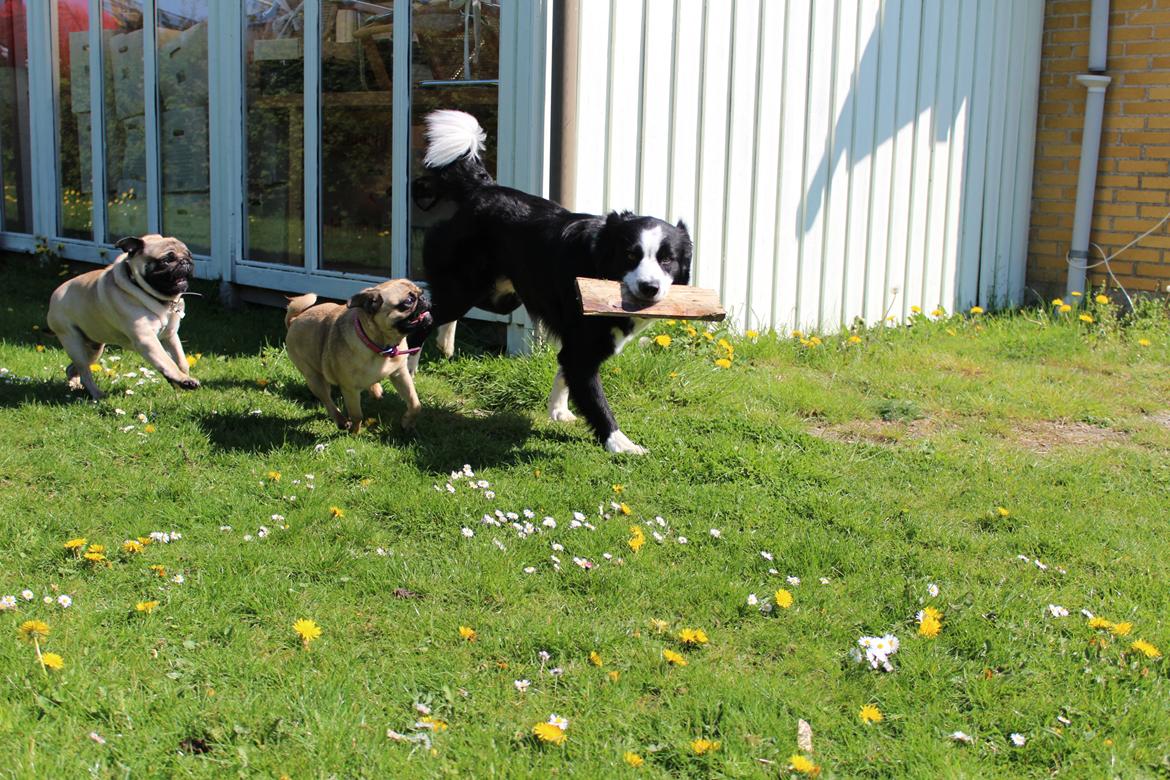 Mops Tito billede 16