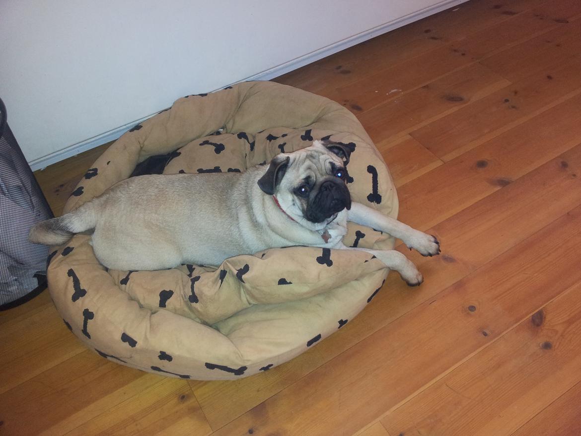 Mops Tito billede 17