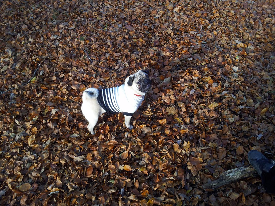 Mops Tito billede 18