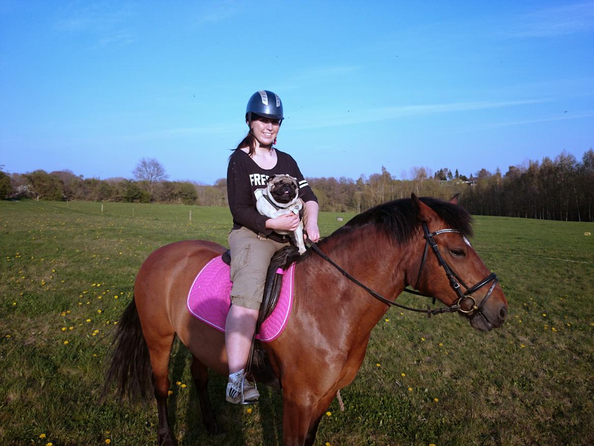 Mops Tito billede 19