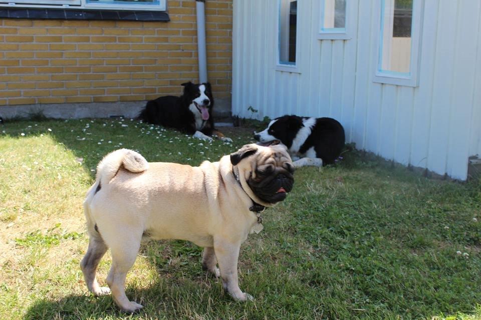 Mops Tito billede 20