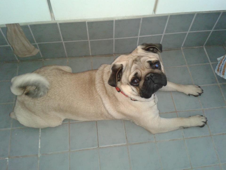 Mops Tito billede 21