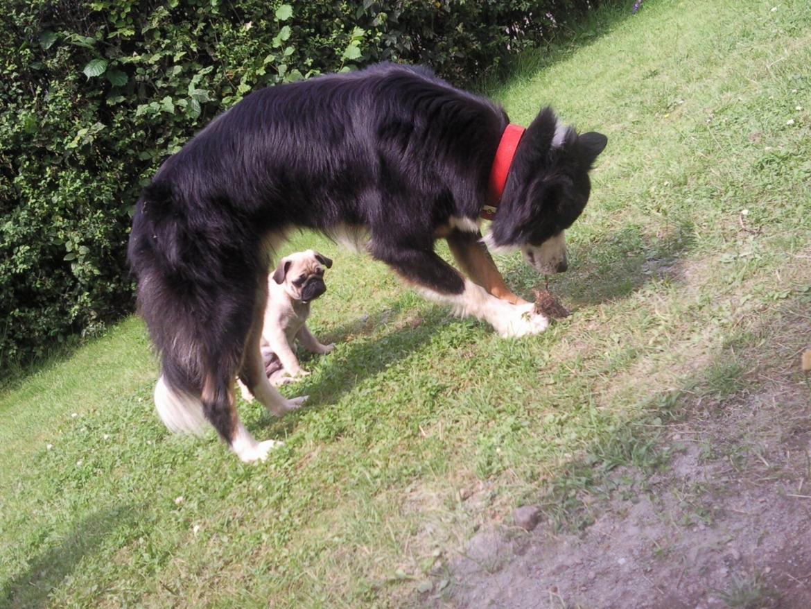 Mops Tito billede 22