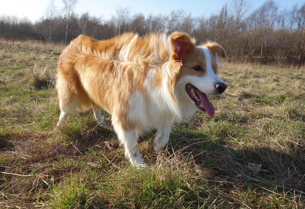 Border collie NOYTCB Split Second (Muffin) billede 2