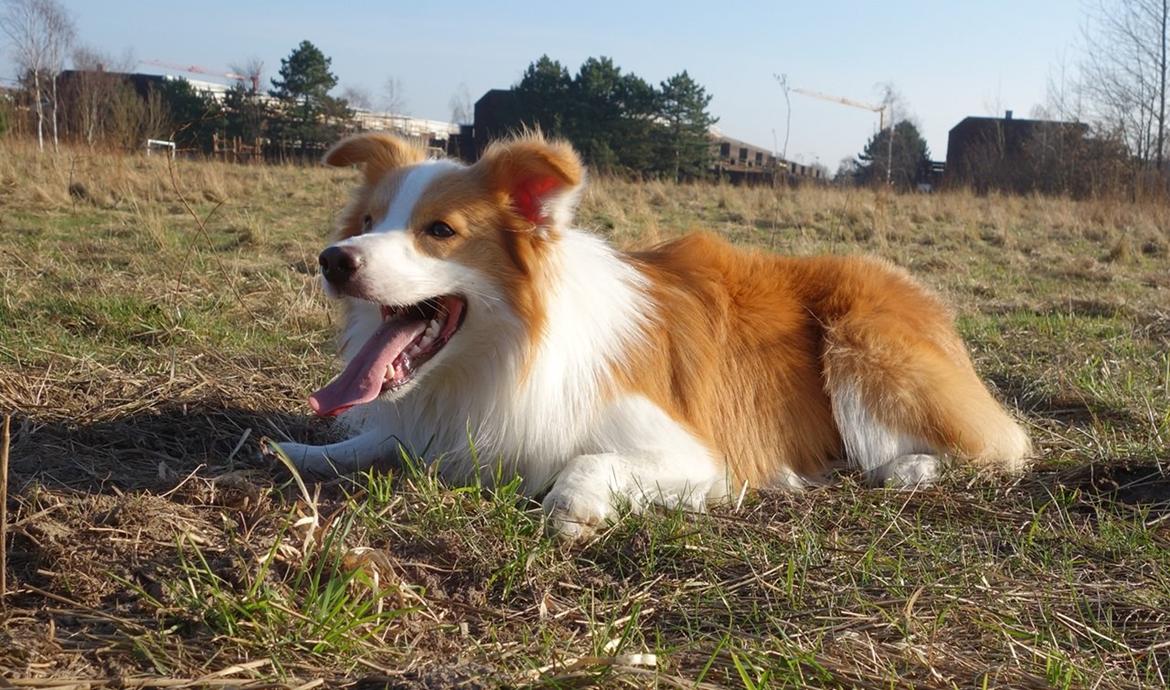 Border collie NOYTCB Split Second (Muffin) billede 1