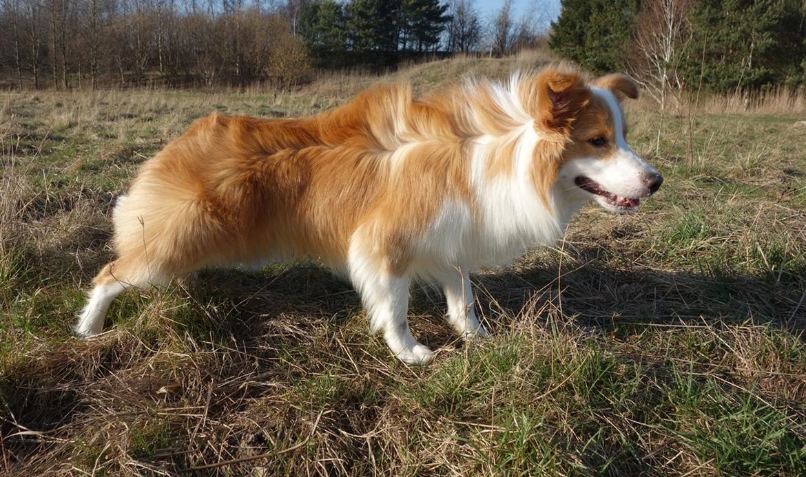 Border collie NOYTCB Split Second (Muffin) billede 47