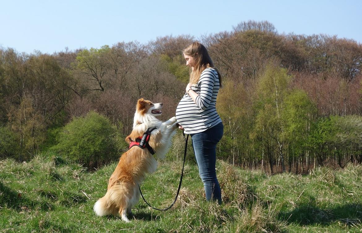 Border collie NOYTCB Split Second (Muffin) billede 3