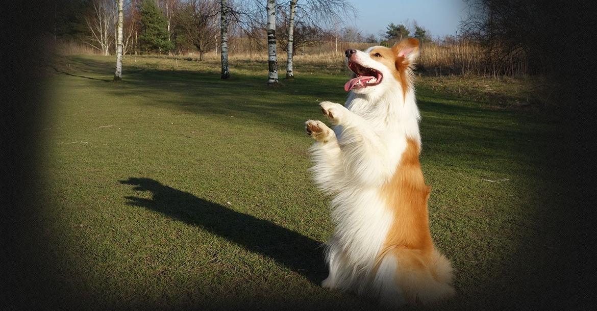 Border collie NOYTCB Split Second (Muffin) billede 4