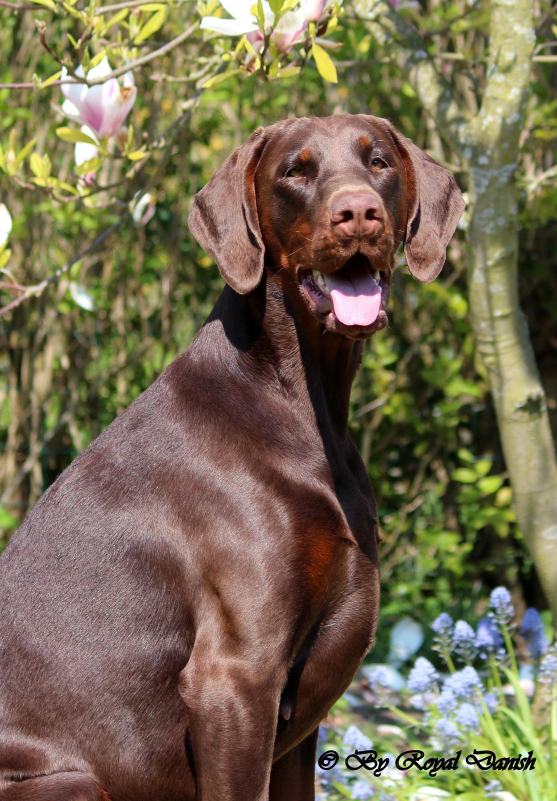 Dobermann Royal Danish Baronesse von Blixen - 20 måneder billede 8