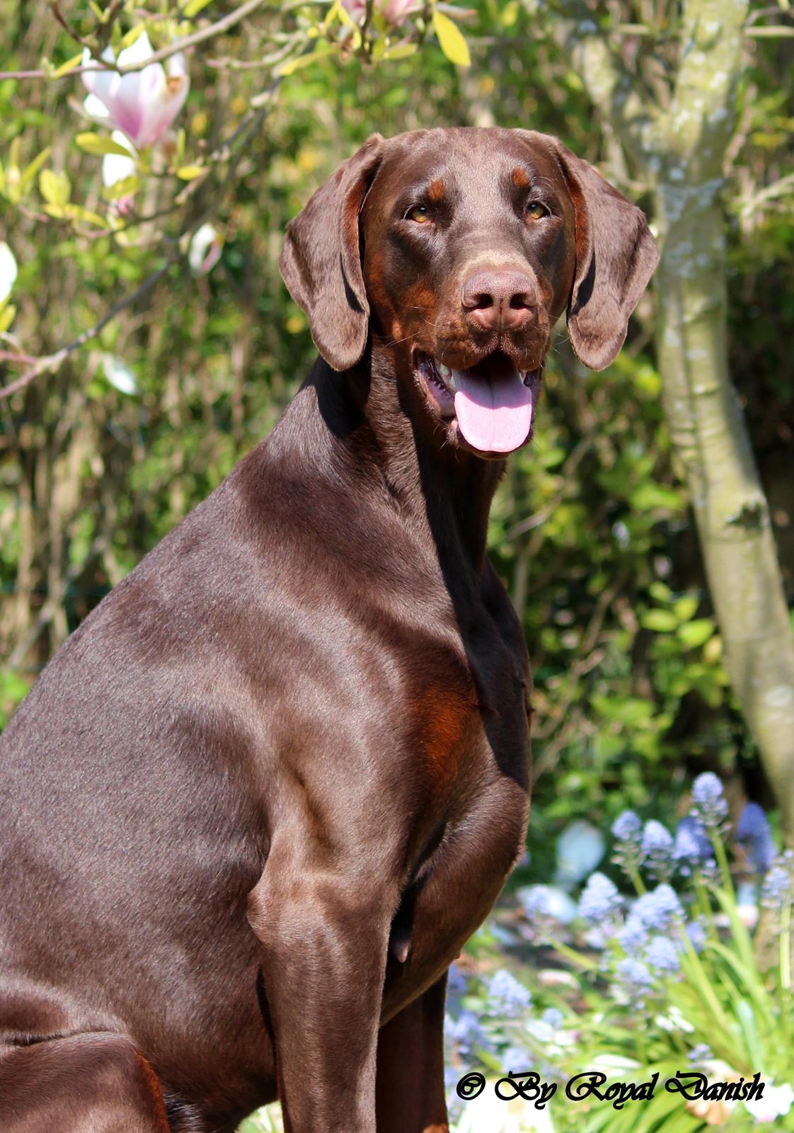 Dobermann Royal Danish Baronesse von Blixen - 20 mneder billede 9