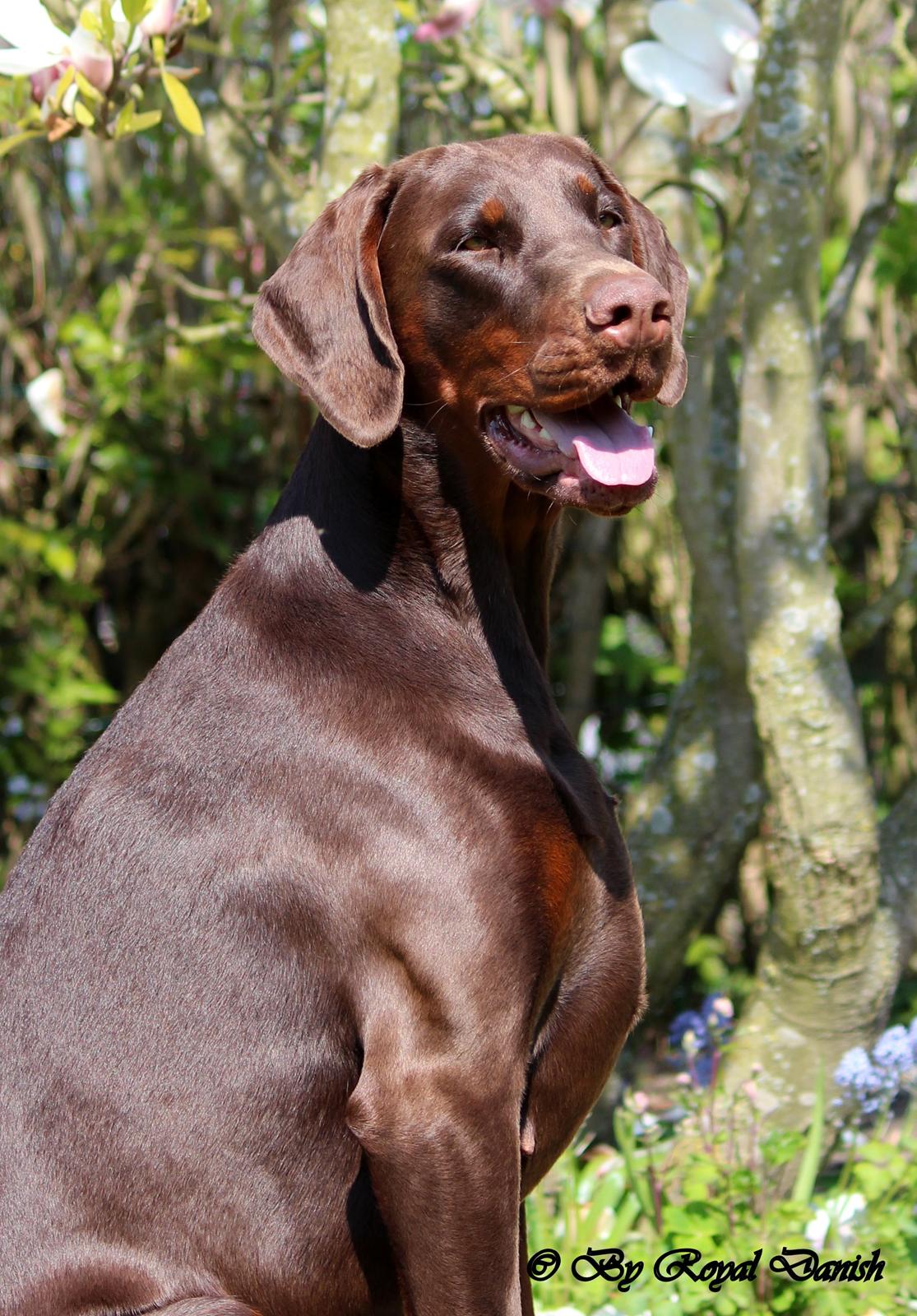 Dobermann Royal Danish Baronesse von Blixen - 20 måneder billede 7