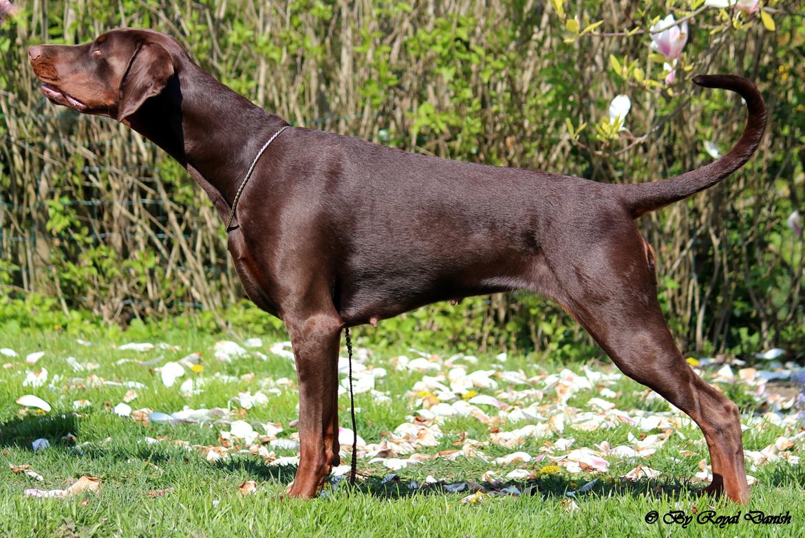 Dobermann Royal Danish Baronesse von Blixen - 20 måneder billede 6