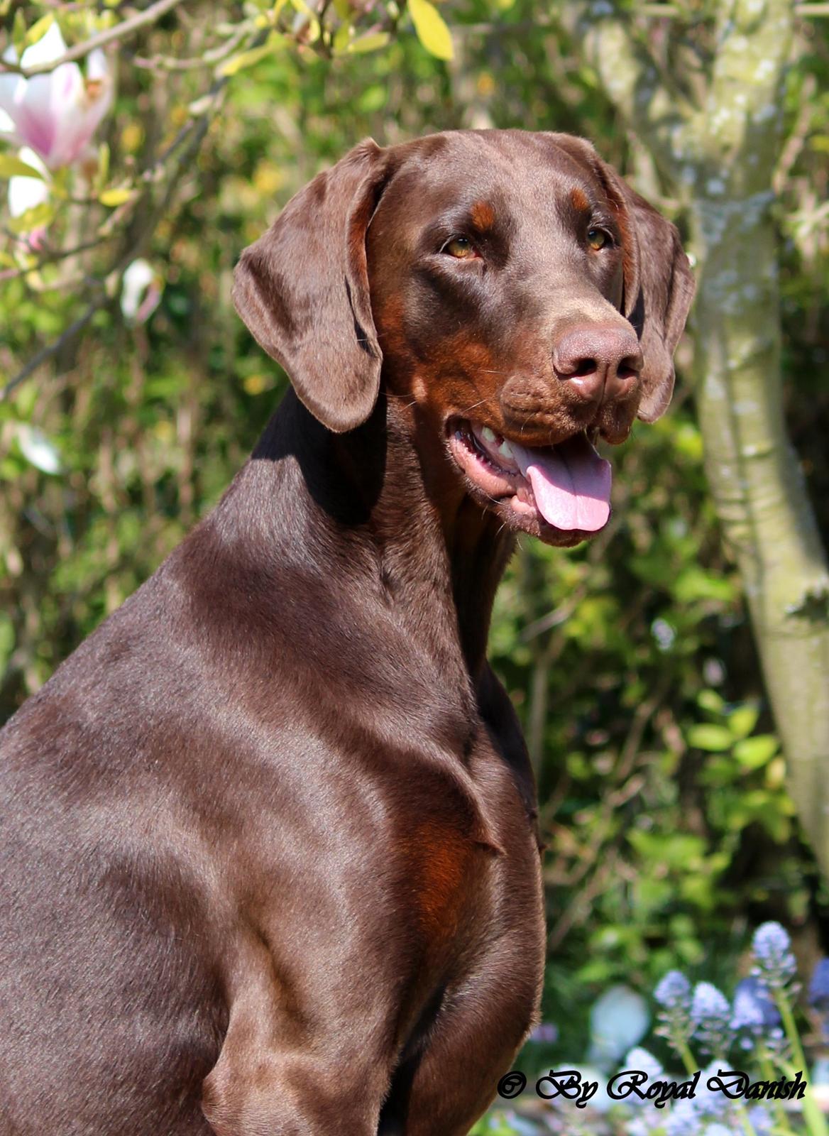 Dobermann Royal Danish Baronesse von Blixen - 20 måneder billede 1