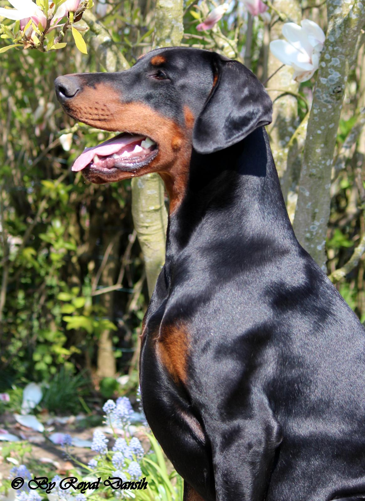 Dobermann Destiny´s Phoenix In The Spotlight aka Bentley - 12 måneder billede 7
