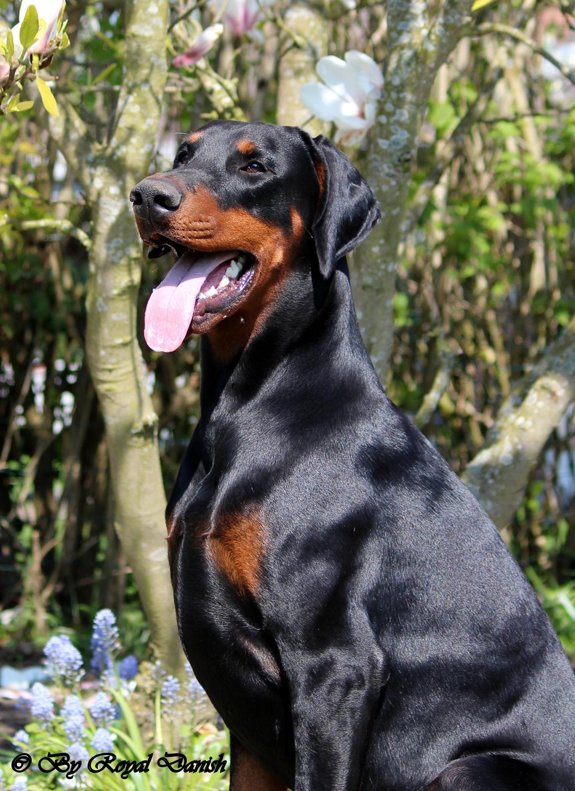 Dobermann Destiny´s Phoenix In The Spotlight aka Bentley - 12 måneder billede 6
