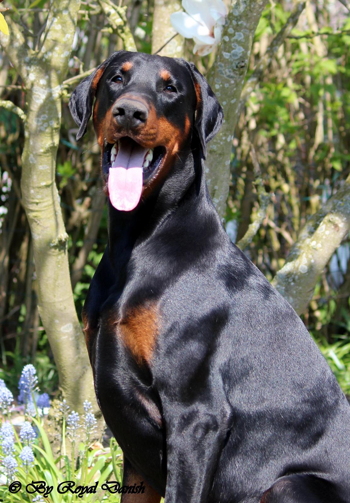 Dobermann Destiny´s Phoenix In The Spotlight aka Bentley - 12 måneder billede 5