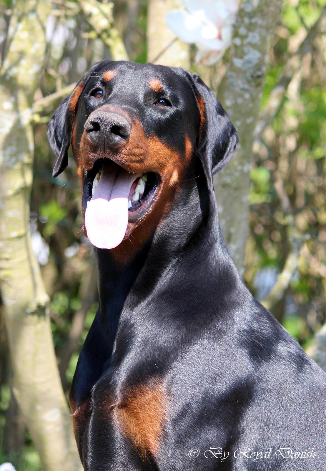 Dobermann Destiny´s Phoenix In The Spotlight aka Bentley - 12 måneder billede 1