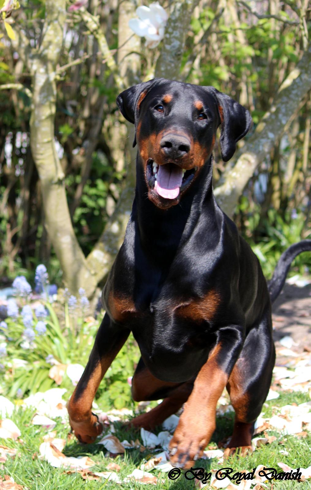 Dobermann Destiny´s Phoenix In The Spotlight aka Bentley - 12 måneder billede 4