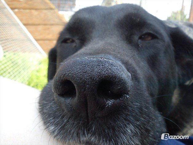 Blanding af racer Tajs billede 1