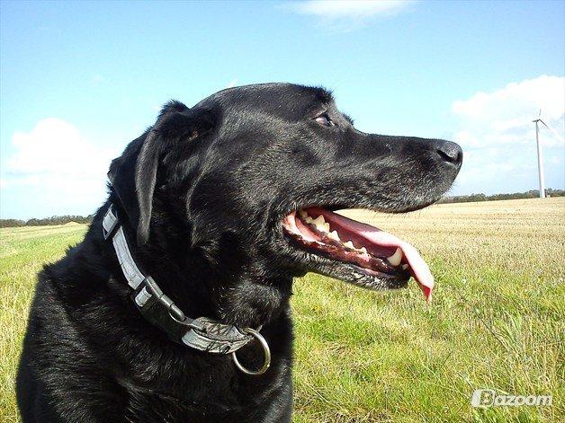 Blanding af racer Tajs billede 4