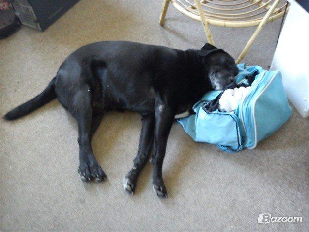 Blanding af racer Tajs billede 9