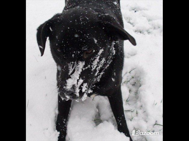 Blanding af racer Tajs billede 5