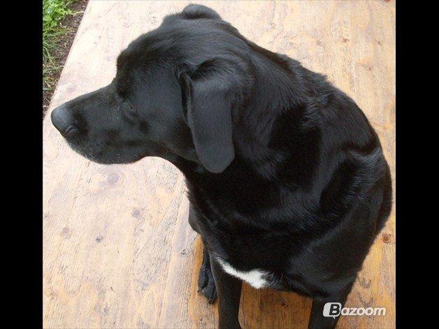 Blanding af racer Tajs billede 6