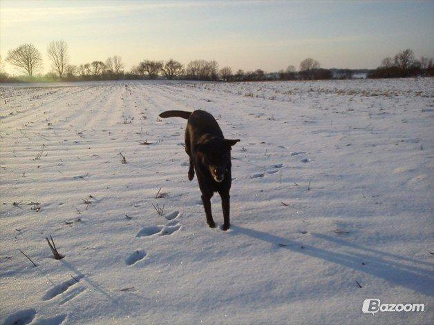 Blanding af racer Tajs billede 14