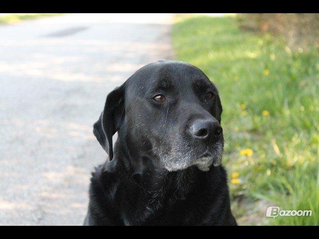 Blanding af racer Tajs billede 7