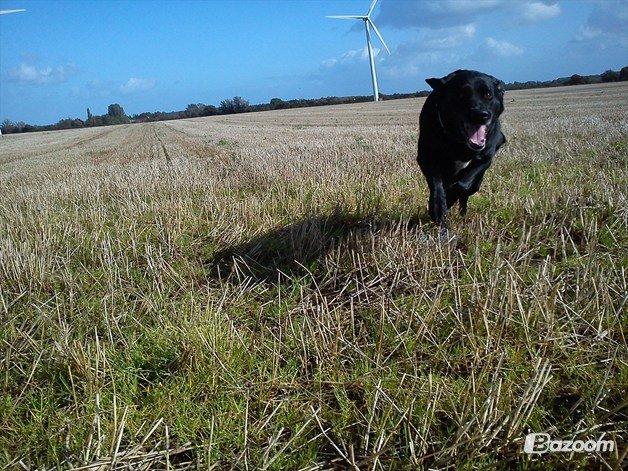 Blanding af racer Tajs billede 3