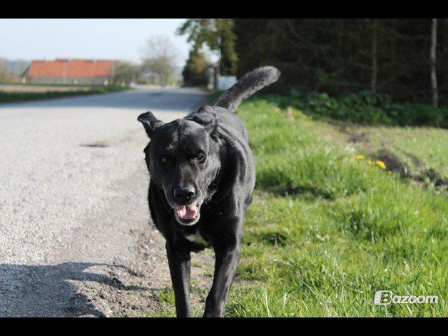 Blanding af racer Tajs billede 10